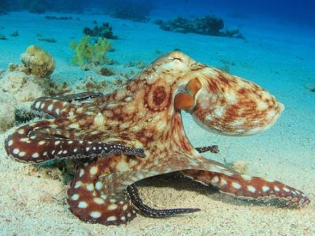 Similan eilanden Octopus beste duikplekken