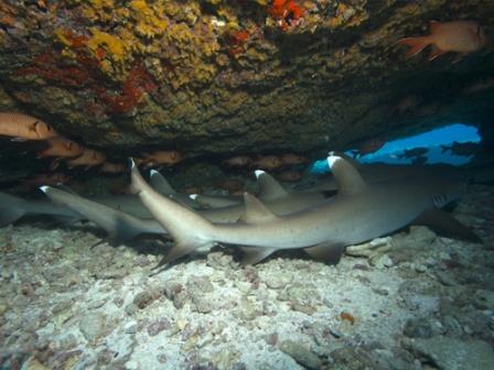 White Tip Reef Shark duiken